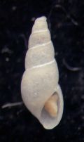 Odostomia erjaveciana